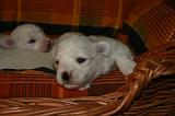 COTON DE TULEAR 020